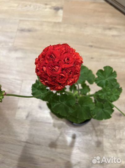 Герань розебудная красная и белая махровая