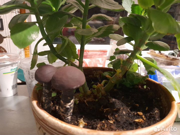 Грибы керамика ручная работа в цветочный горшок