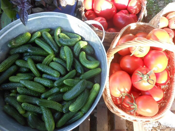 Овощи огурцы,помидоры, зелень