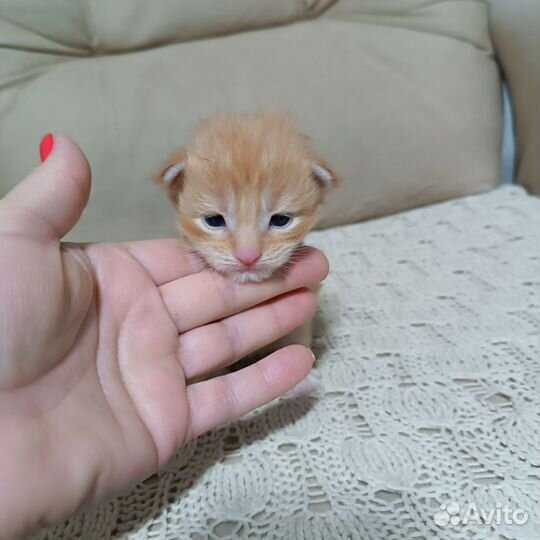 Котята мейн-кун