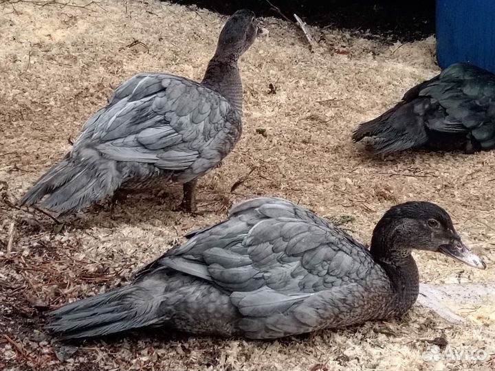 Селезень Индоутки