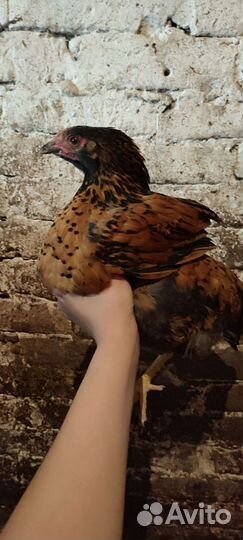 Куры-молодки, петушки, цыплята