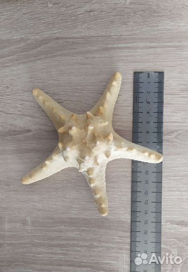 Морские ракушки, звезда, коралл