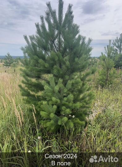 Елка сентябрьская рождественская опт