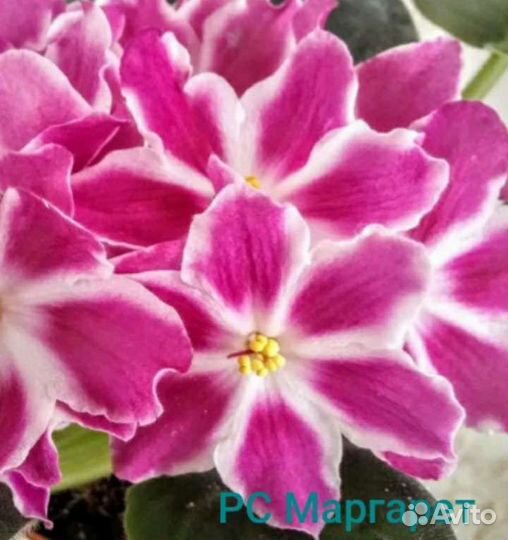 Детки сортовых фиалок