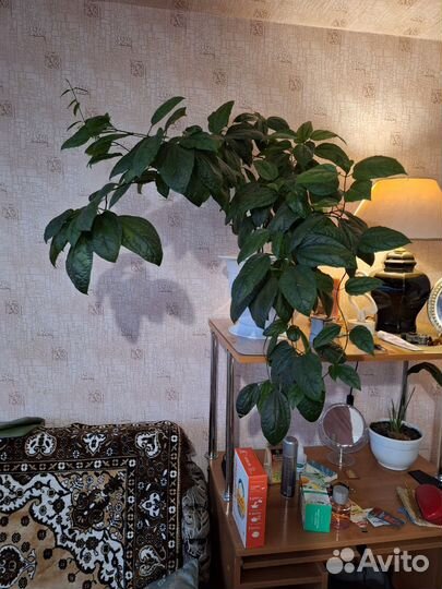 Клорендрум комнатный