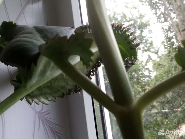 Каланхоэ лечебное