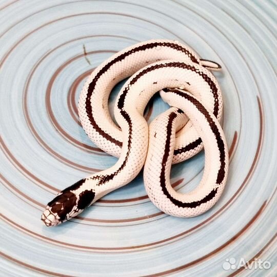 Калифорнийская королевская змея