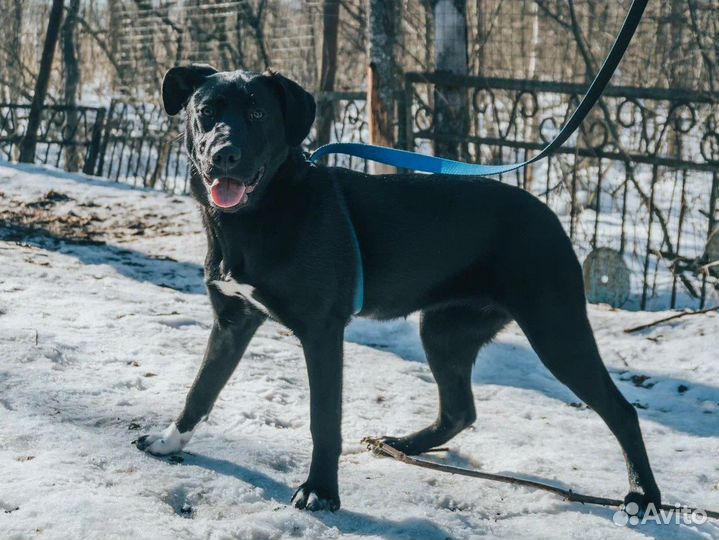 Шикарная собака подросток