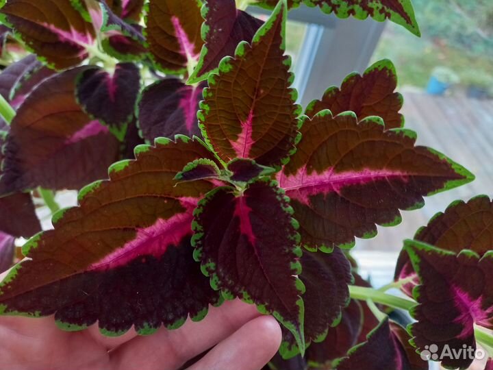 Бесплатно отростки колеуса 30-40см