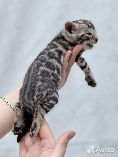 Бенгальские Серебро в Разведение