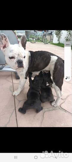 Французский бульдог