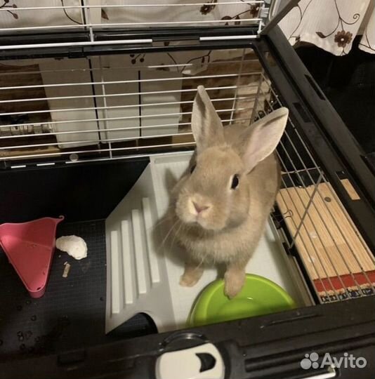 Кролик девочка на Вязку(Случку)