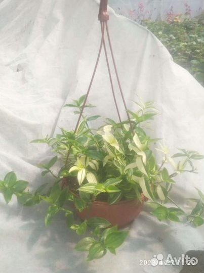 Традесканция