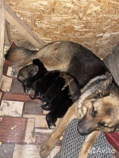 Щенки немецкой овчарки