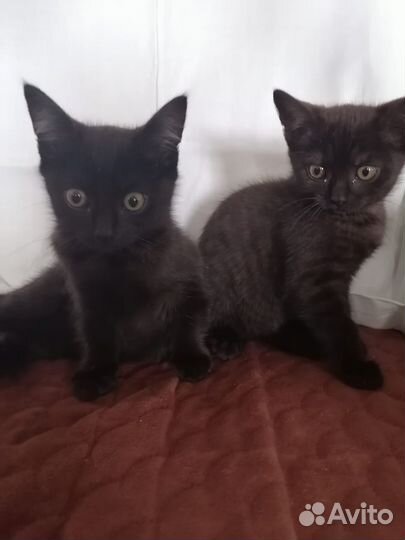 Отдам котят от британки