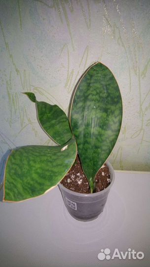 Сансевиерия