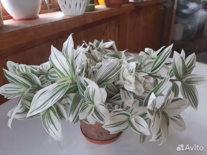 Традесканция белая, розовая, зебрина, сеткреазия