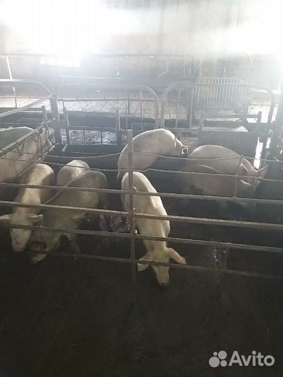 Поросята свиньи