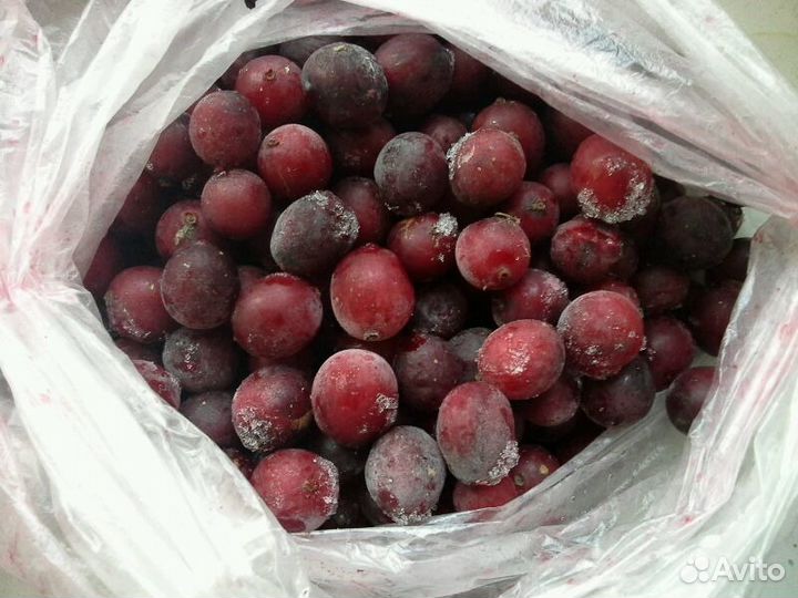 Крыжовник, ежевика,слива,калина,черноплодка