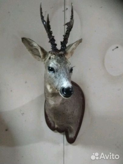 Чучела зверей,птиц