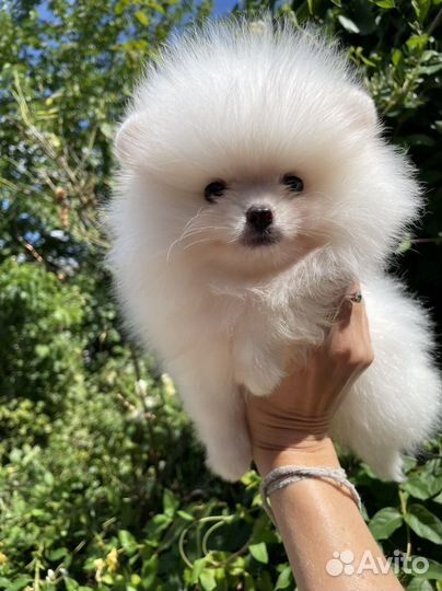 Белая девочка мишка