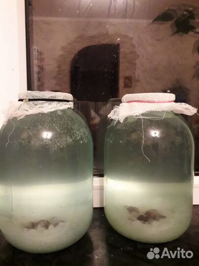 Индийский морской рис и кефирный гриб