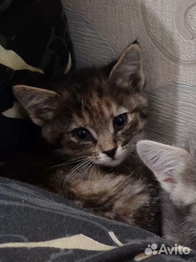 Котëнок Алëнка ищет дом