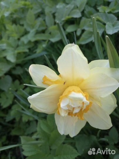 Нарциссы марьин Корень. нарциссы Голанской селек