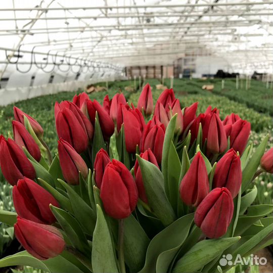 Тюльпаны к 8 марта оптом от 2500 штук