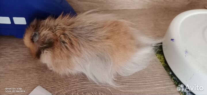 Сирийские хомячата