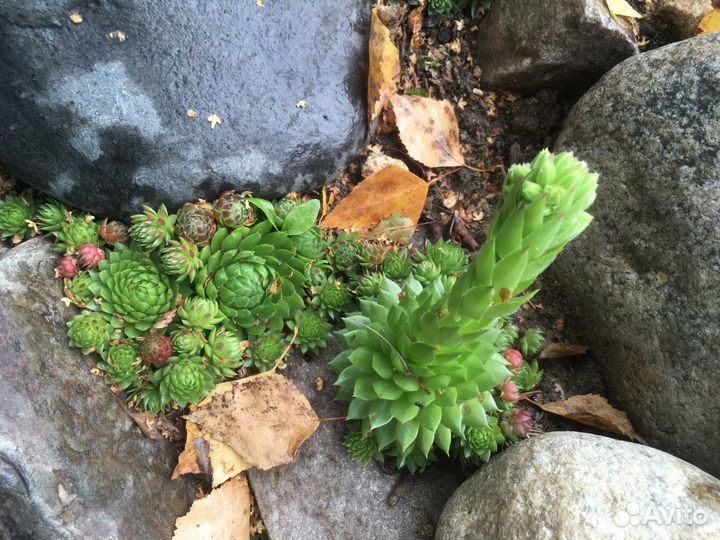 Молодило каменная роза