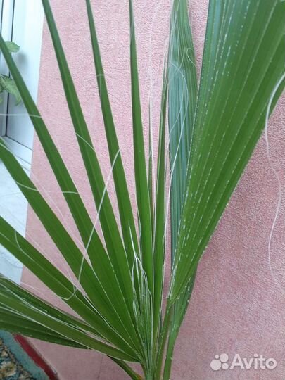 Пальма вашингтония нитевидная