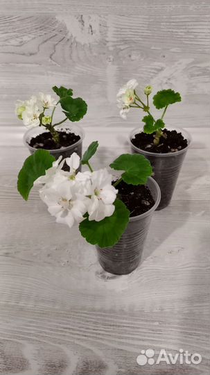 Черенки белой пеларгонии (герани)