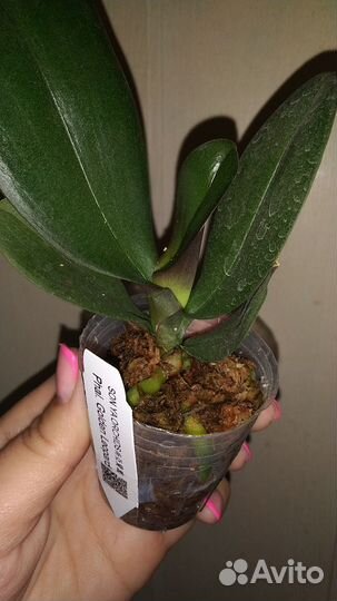 Орхидея фаленопсис Golden Leopard