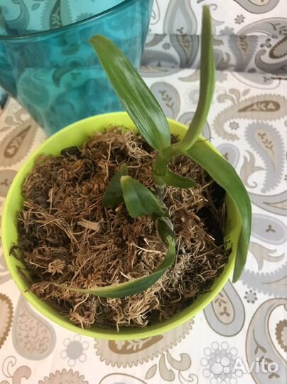 Для орхидеи.Новое