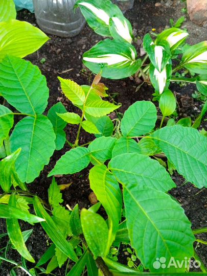 Грецкий орех саженцы