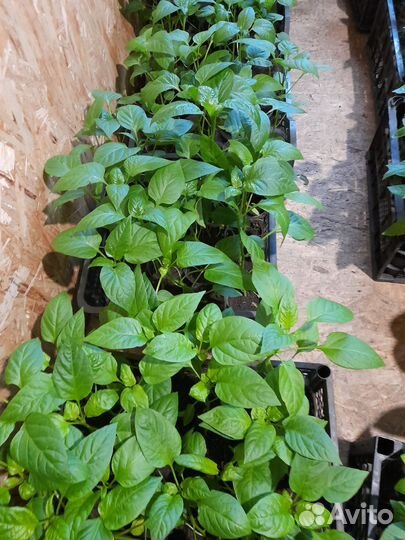 Рассада помидор,перец,огурцы