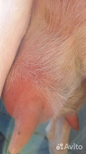 Коза Ламанчи