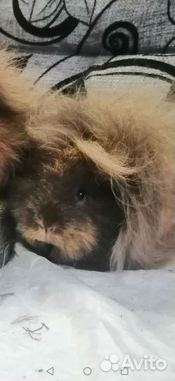 Морские свинки. Мишки Тедди