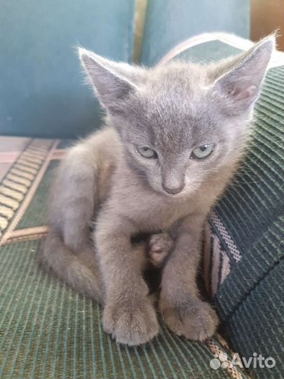 Котёнок мальчик в добрые руки