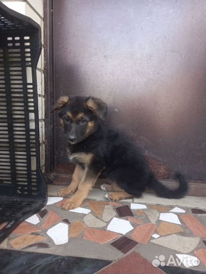 Собака немецкая овчарка