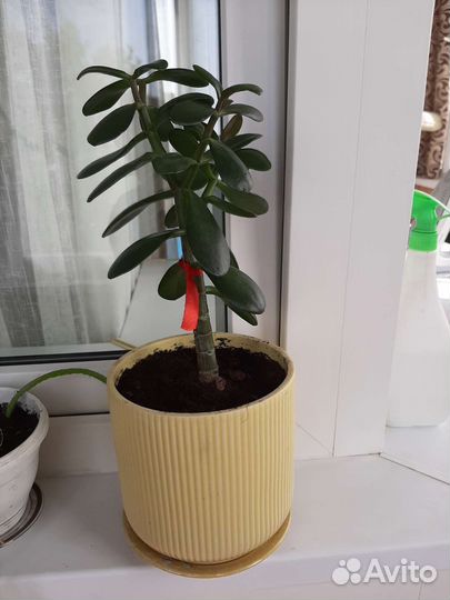 Крассула толстянка