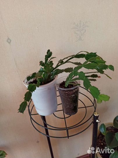 Декабрист шлюмбергера