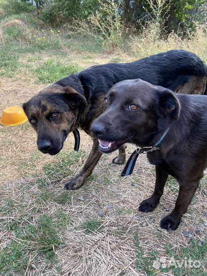 Собаки в добрые руки