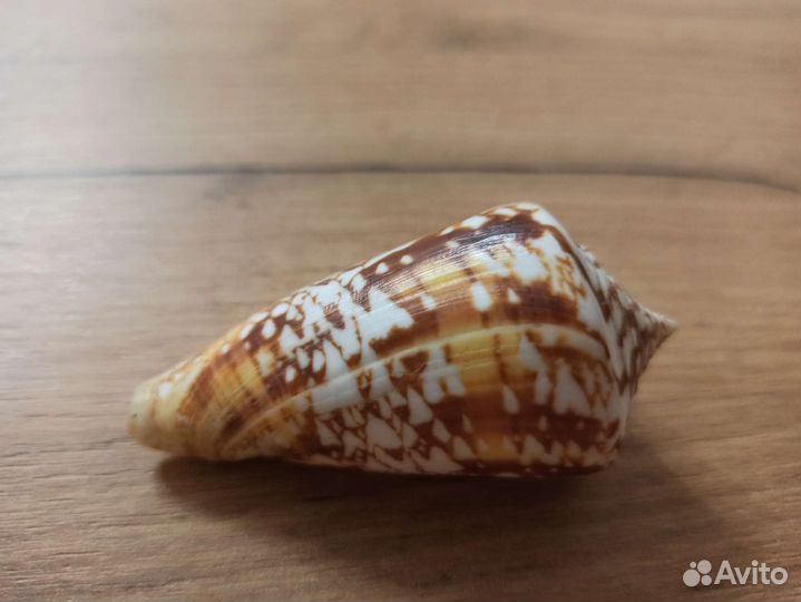 Морская раковина