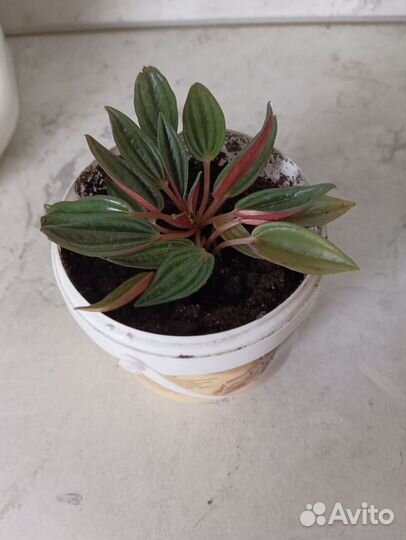 Пеперомия россо