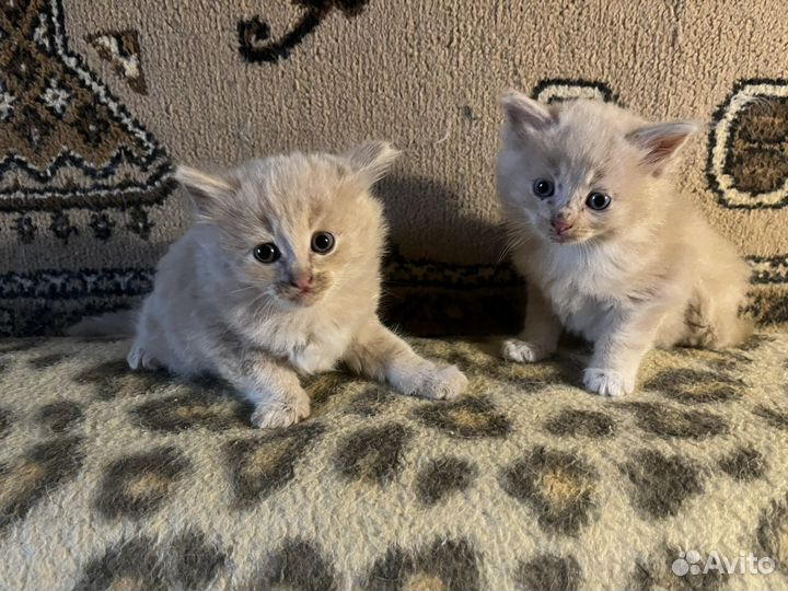 Котята в добрые руки даром