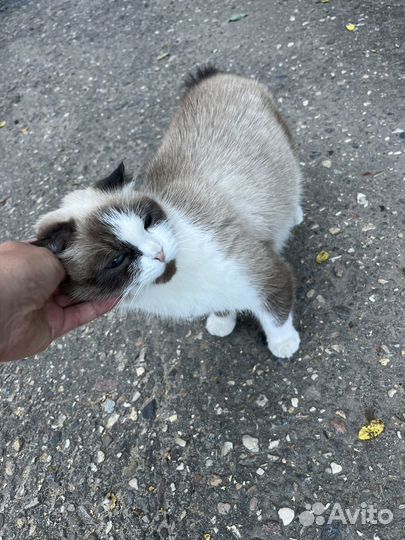 Кошечка в добрые руки