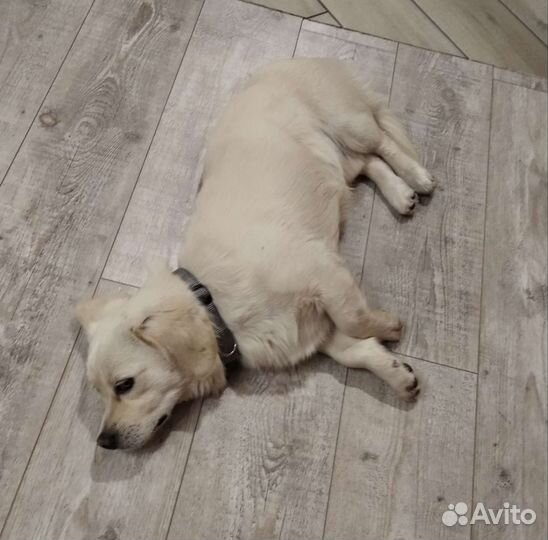 Маленький дворняга